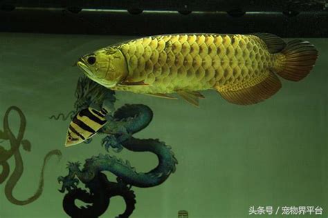 龍魚擋災|【養龍魚好處】養龍魚的好處！別再亂養，快奉養旺財擋災的龍魚。